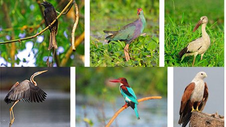 kumarakom-bird-sanctuary