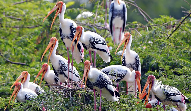 keoladeo Ghana bird sanctuary