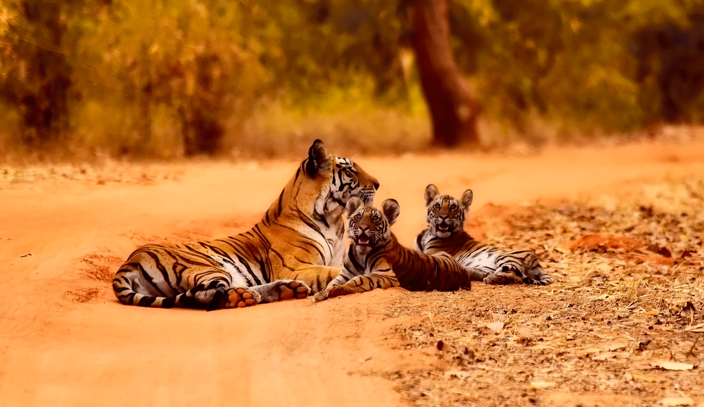ranthombore tiger reserve