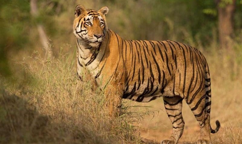 sariska tiger reserve