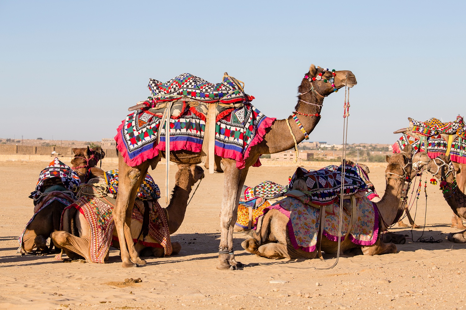 Desert Festival in Jaisalmer, Rajasthan, India. 