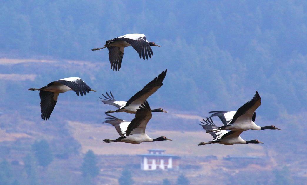 Black-necked crane, Phobjika Valley
