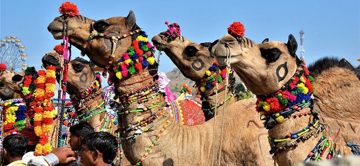 desert safari tourism in india