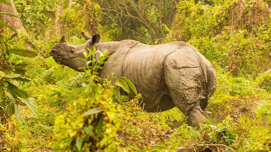 kaziranga national park