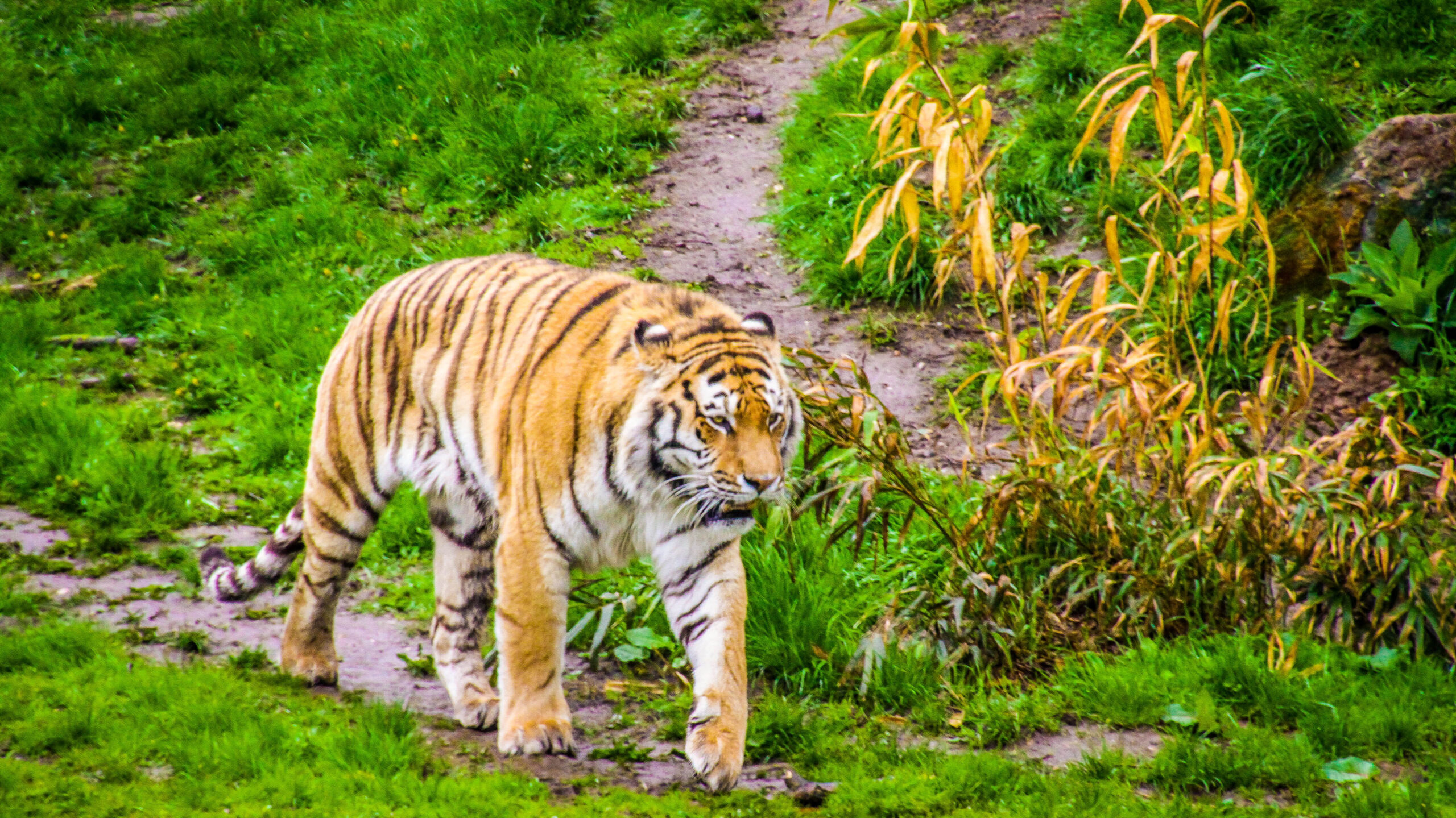 tiger 
