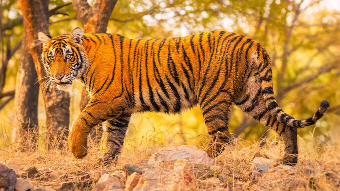   Luxury Wildlife Safari Tour
