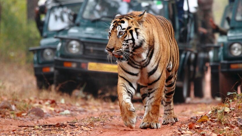 Ranthambore National Park