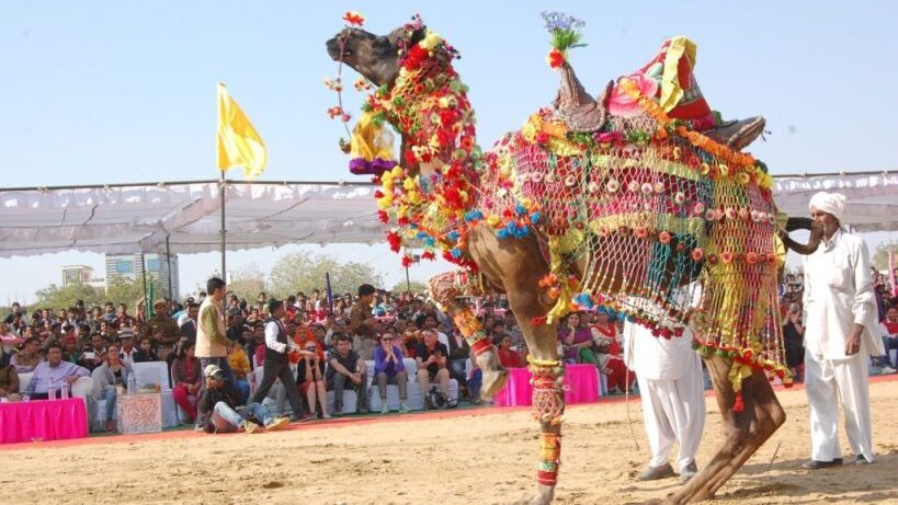 Camel Contests - Rajasthan Pushkar Fair