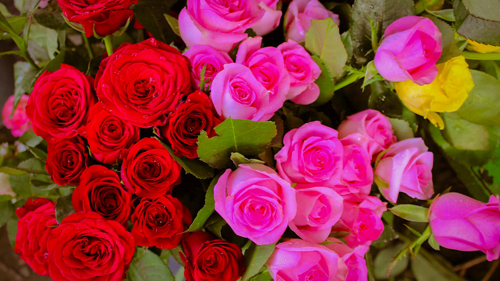 Visit Nearby Rose Farms