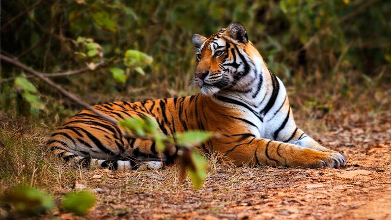 Sariska Tiger Reserve – Alwar's Wildlife Experience